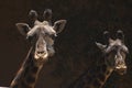 Two cute West African Giraffes look at camera tonue out - Los Angeles Zoo