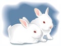Due carino bianco conigli 