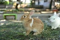 Two cute white and brown rabbits are eating grass Royalty Free Stock Photo