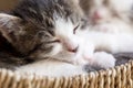 Two kittens sleeping in a wicker basket Royalty Free Stock Photo