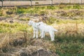 Two cute white kid goat on a farm Royalty Free Stock Photo