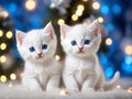 Cute white kittens with Christmas holiday background