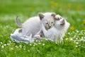 Two cute white kittens playing on the green grass Royalty Free Stock Photo