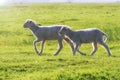 Two cute lamb in summer on the pasture Royalty Free Stock Photo