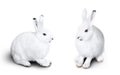 Two cute white rabbit