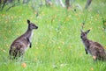 Two cute wild kangaroos are grazing on the green grass meadow with flowers