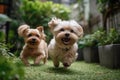 two cute yorkshire terrier dogs running in the garden and smiling, Two cute small dogs playing and running in a green garden, AI