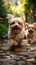 Two cute Yorkshire Terrier dogs running and smiling in a garden