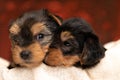 Two cute yorkshire terrier dogs showing love and resting Royalty Free Stock Photo