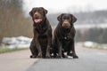 Two cute young brown labrador retriever dogs puppies sitting together on the concrete street smiling Royalty Free Stock Photo