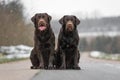 Two cute young brown labrador retriever dogs puppies sitting together on the concrete street smiling Royalty Free Stock Photo