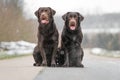 Two cute young brown labrador retriever dogs puppies sitting together on the concrete street smiling Royalty Free Stock Photo