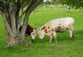 Two cute young calves butt heads in a summer green hilly field with trees Royalty Free Stock Photo