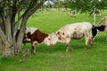 Two cute young calves butt heads in a summer green hilly field with trees Royalty Free Stock Photo