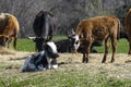 Two cute young calves in a ranch pasture Royalty Free Stock Photo