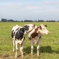 Two cute young cows, one is mooing, black and white and red and white, side by side in a field Royalty Free Stock Photo
