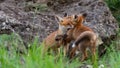 Two cute young foxes. Vulpes vulpes