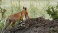 Two cute young foxes. Vulpes vulpes. In the wild