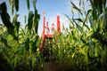 Two cute young girls having fun in a corn maze field during autumn season. Games and entertainment during harvest time Royalty Free Stock Photo