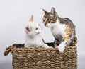 Two cute young kittens together tucked in a wicker basket on white background Royalty Free Stock Photo