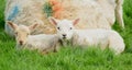 Two cute young lambs Royalty Free Stock Photo