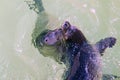 Two cute young seals swimming and playing in water Royalty Free Stock Photo