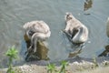 Two cute young swan chicks (Cygnus olor) swimming on the water near river bank