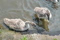 Two cute young swan chicks (Cygnus olor) swimming on the water near river bank