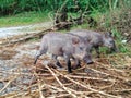 two cutely kid wild boar Royalty Free Stock Photo