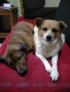 Two cute dogs in the red soffa