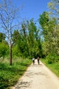 Two cyclists on the path in the forest park Royalty Free Stock Photo