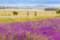 Two cyclists ride past fields in scenic farmlands of the Western Cape.