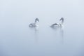 Two Cygnets of a Misty Lake Royalty Free Stock Photo