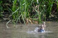 Two dabbling ducks swimming in a wetland next to tall grass Royalty Free Stock Photo