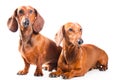 Two Dachshund Dogs