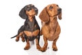 Two dachshund dogs over white background Royalty Free Stock Photo