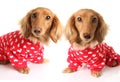 Two Dachshund puppy dogs wearing red valentines day pajamas with white hearts