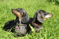 Two dachshunds Royalty Free Stock Photo