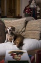 Two Dachshunds in a Homey Christmas Setting