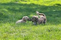 Two Dachshunds are played on the green grass in the summer garden