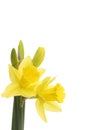 Two daffodil flowers and buds Royalty Free Stock Photo