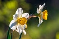 Two daffodil flowers on a green spring background Royalty Free Stock Photo