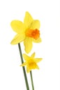 Two Daffodil flowers Royalty Free Stock Photo