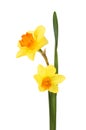 Two Daffodil flowers Royalty Free Stock Photo