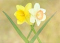 Two daffodil flowers still life Royalty Free Stock Photo