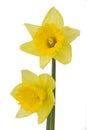 Two Daffodils