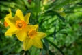 Two Daffodils from Above Royalty Free Stock Photo