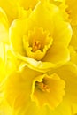 Two daffodils Royalty Free Stock Photo