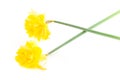 Two Daffodils on White Background Royalty Free Stock Photo