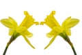 Two daffodils on white background Royalty Free Stock Photo